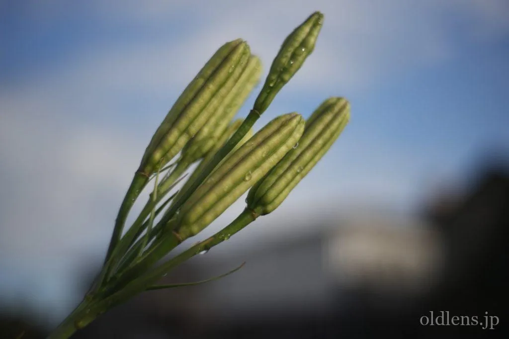 Primoplan 58mm F1.9V Review作例 エモさ爆発Meyer-Optikの銘玉クセ玉