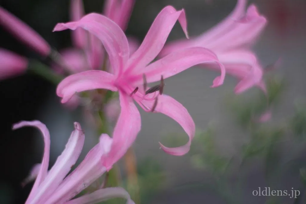 Primoplan 58mm f1.9V 整備済 マウントアダプタ付 Primoplan 58mm F1.9V Review作例 エモさ爆発Meyer-Optikの銘玉クセ玉