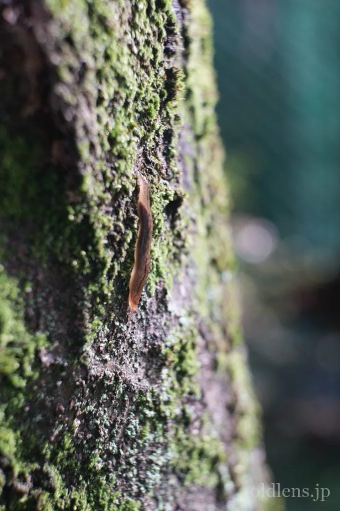 Primoplan 58mm F1.9V Review作例 エモさ爆発Meyer-Optikの銘玉クセ玉