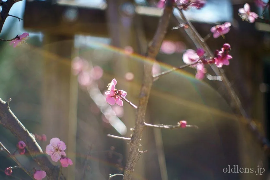 AUTO YASHINON-DX 50mm f1.4【作例あり】 Auto Yashinon-DX 50mmF1.4 で : nakajima akira's photobook