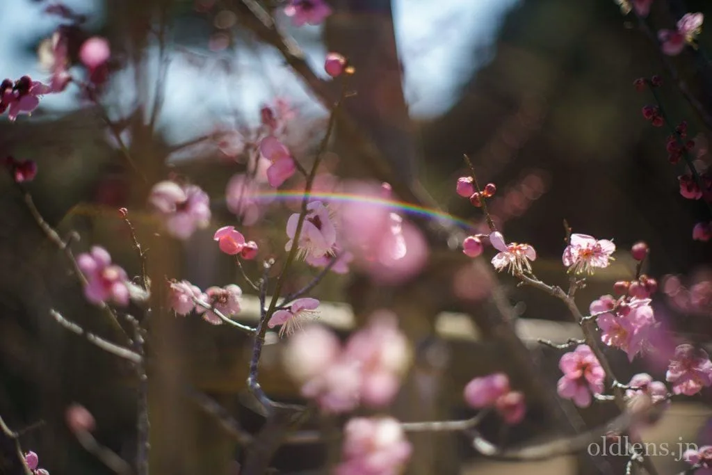 Yashica Auto Yashinon-DX 50mm F1.4 M42 Review作例 富岡光学製