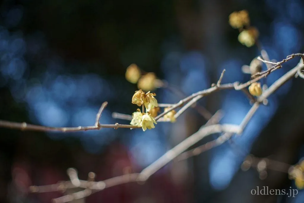AUTO YASHINON-DX 50mm f1.4【作例あり】 Yashica Auto Yashinon-DX 50mm F1.4 M42 Review作例 富岡光学製