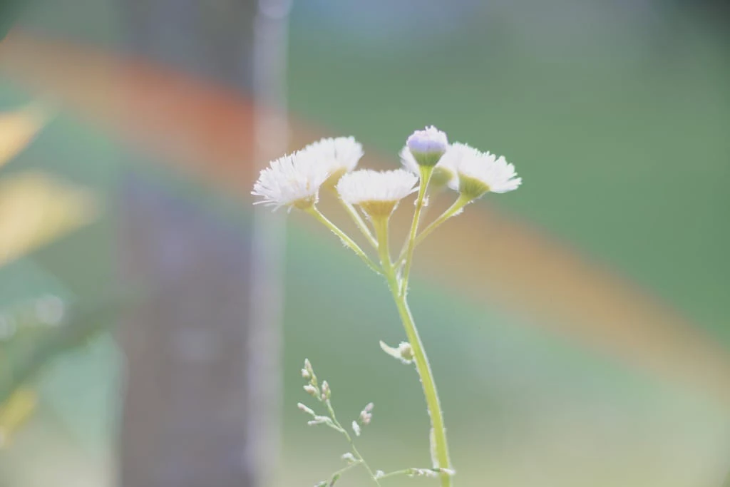 作例付き　Konica HEXANON AR 135mm F3.2 管mpr KONICA HEXANON AR 135mm F3.2のReview作例 ヘキサノンARの銘玉中望遠