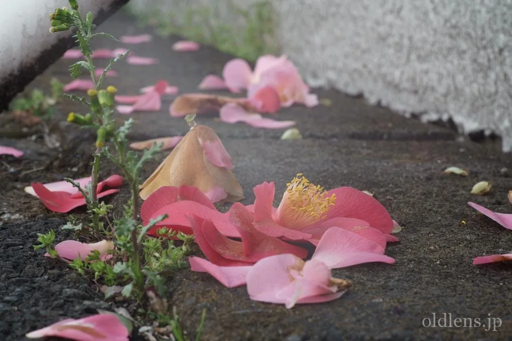 FUJINON 55mm F1.8 初期型M42 Review作例 フジノンおすすめオールドレンズ