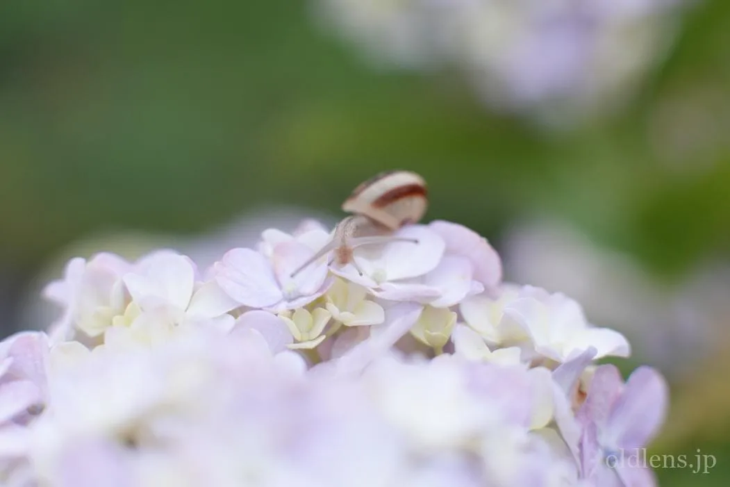 Canon Lens FD 35mm F2 Oマーク レビュー作例 希少前玉凹み キヤノンの