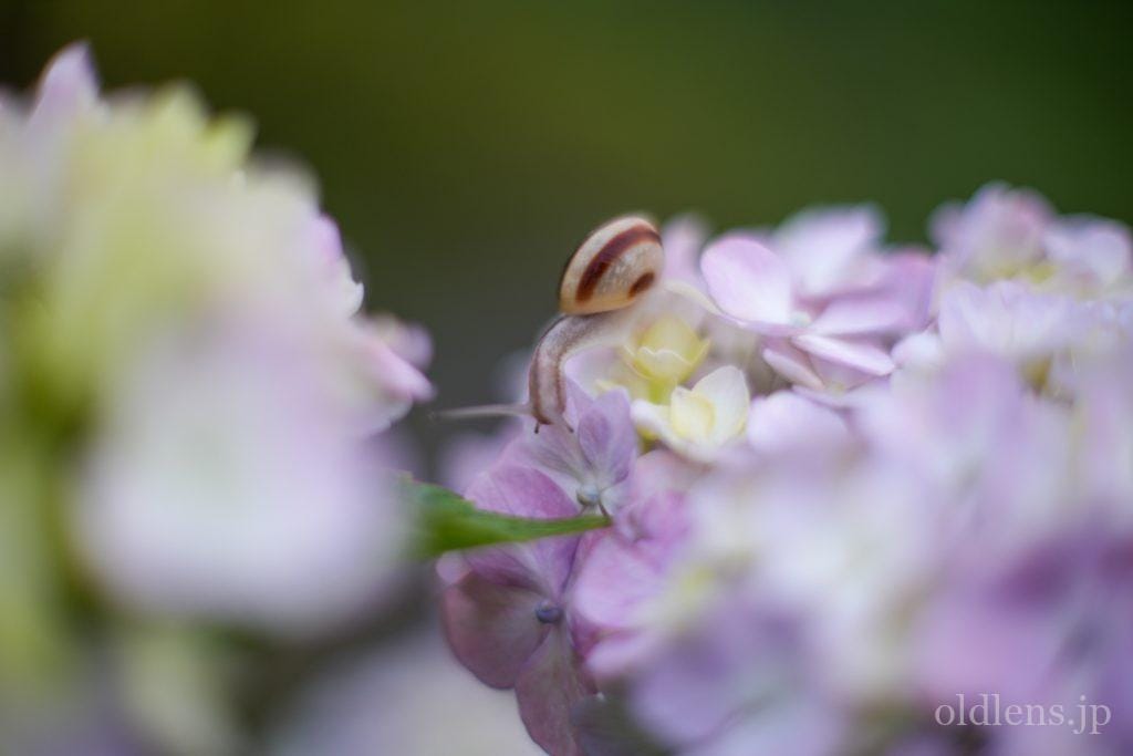 Canon FD 35mm F2 滲むオールドレンズ monster bokeh Revew 作例 あじさいとカタツムリ Hydrangea Snail