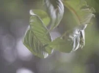 ヘキサノンの銘玉 - オールドレンズジャパン