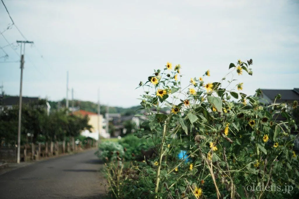 Hexanon AR 57mm F1.4 Review作例 KonicaヘキサノンARマウントの銘玉