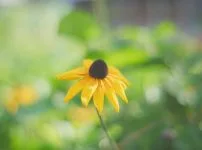 銘玉 konica hexanon ar 57mm f1.4 revew 作例 Monster bokeh 花 エモい画像写真