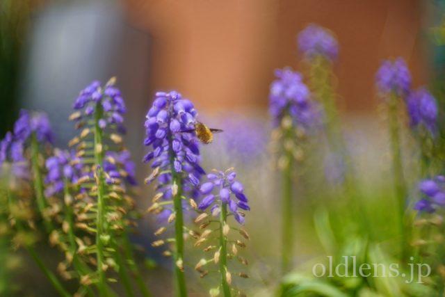 【中古・並品】MS-OPTICS Varioprasma 1.5/50 LM 中古・並品】MS-OPTICS Varioprasma 1.5/50 LM VARIOPRASMA 1.5/50