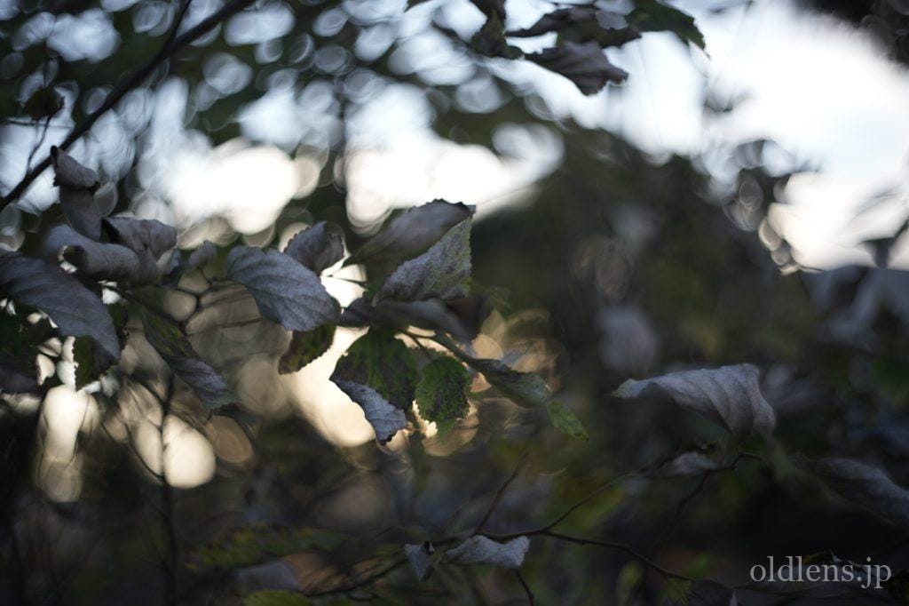 Kodak Ektar 47mm f2 作例 revew エモい写真が撮れるオールドレンズ 草花 植物 自然 風景 秋 紅葉 シャボン 玉ボケ グルグルボケ 画像