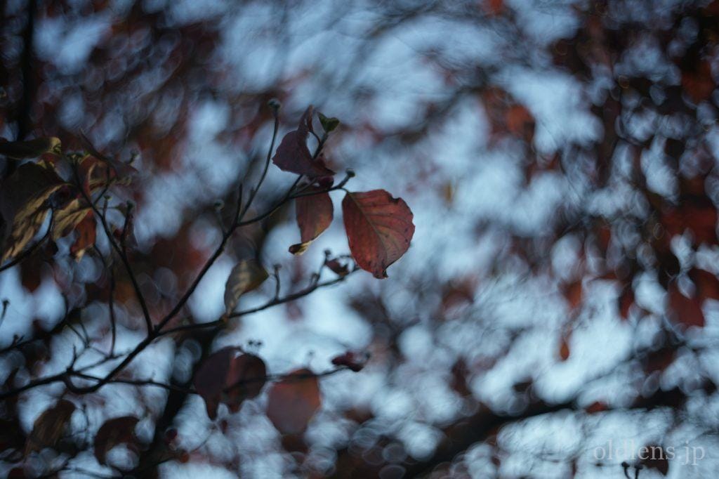 Kodak Ektar 47mm f2 作例 revew エモい写真が撮れるオールドレンズ 草花 植物 自然 風景 秋 紅葉 グルグルボケ 画像