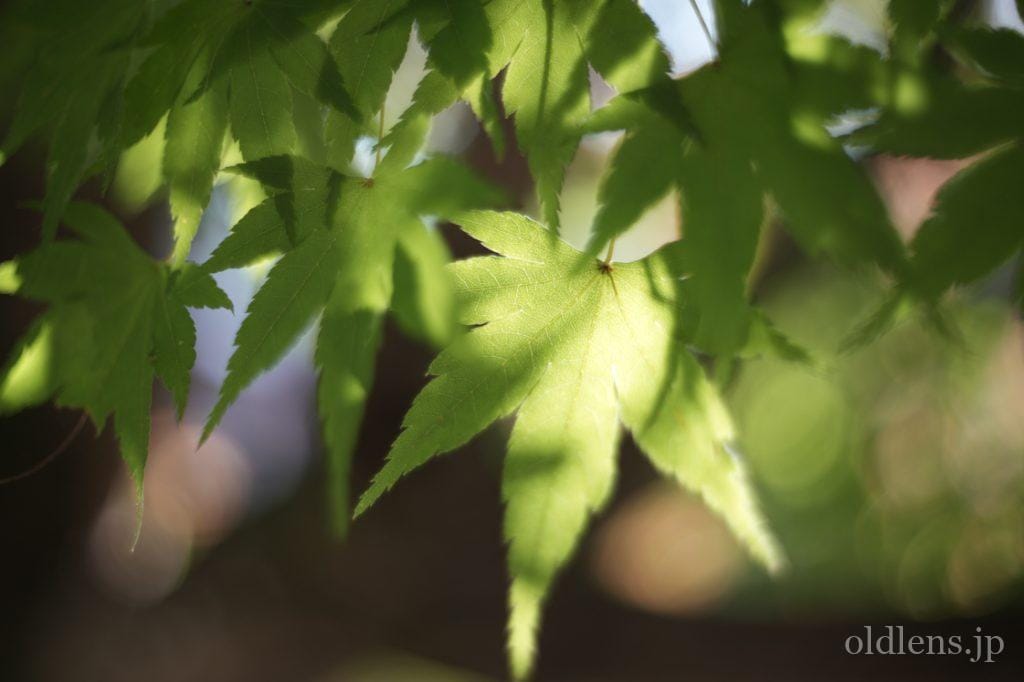 Kodak Ektar 47mm f2 作例 revew エモい写真が撮れるオールドレンズ 草花 植物 自然 風景 秋 紅葉 画像 もみじ