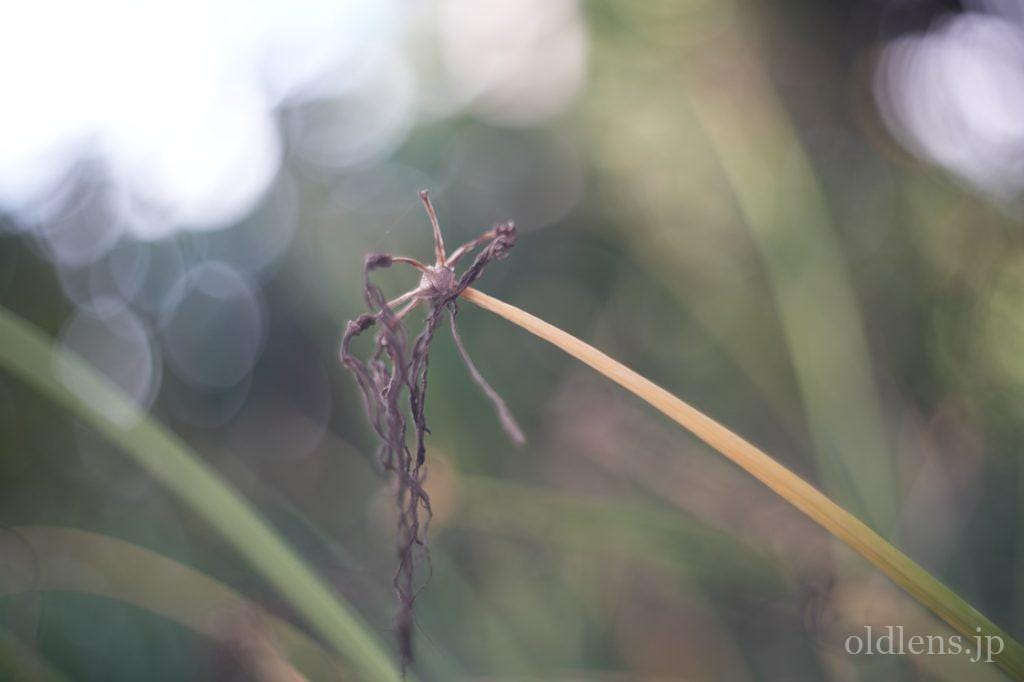 Kodak Ektar 47mm f2 作例 revew エモい写真が撮れるオールドレンズ 枯れた彼岸花 秋 シャボン玉ボケ 画像