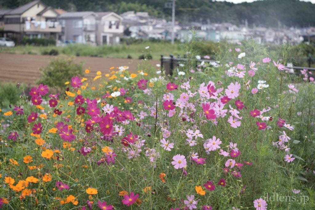 Leica VisoFlex Elmar 65mm f3.5 Macro レビュー作例 ビゾフレックス