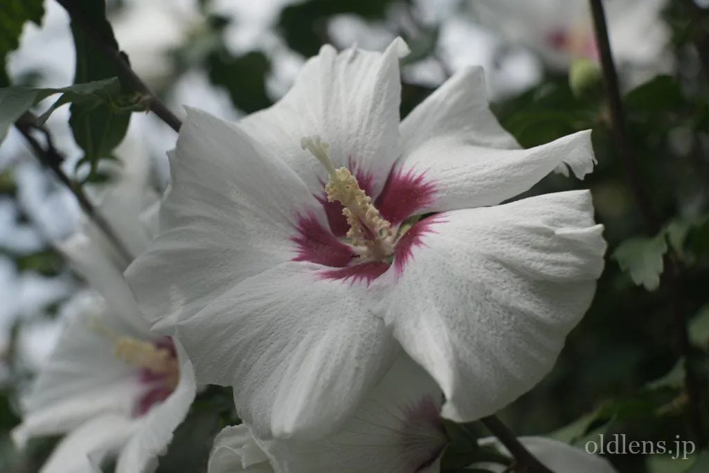 Primoplan 58mm F1.9V Review作例 エモさ爆発Meyer-Optikの銘玉クセ玉