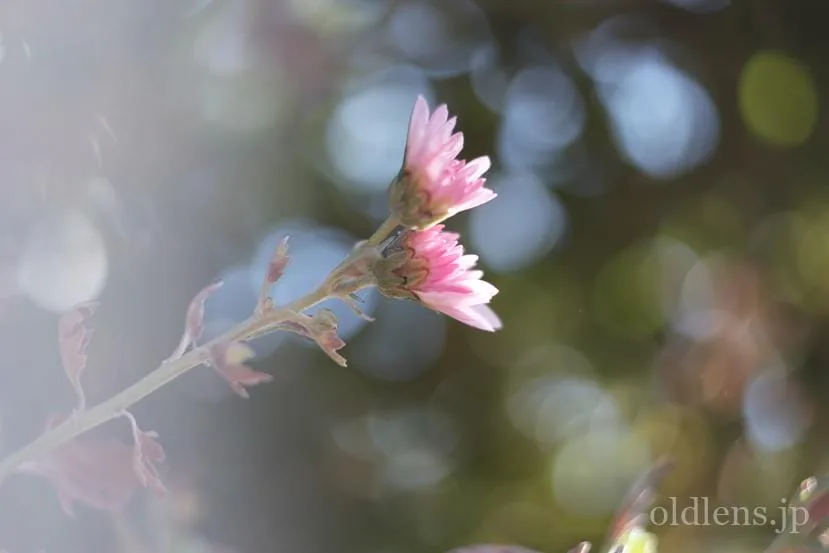 Canon FL 50mm F1.8 Review作例 キャノンの銘玉 エモい写真が撮れる