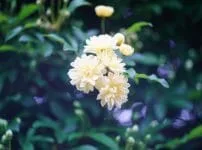Carl Zeiss Jenaの銘玉 - オールドレンズジャパン