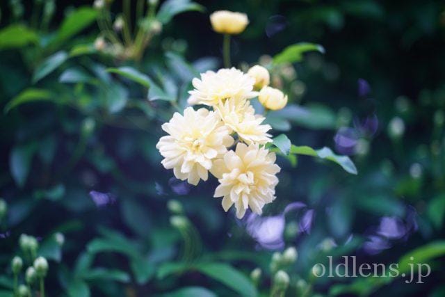 Carl Zeiss Jena Tessar 5cm f2.8 review 作例 花 flower カールツァイスイエナ テッサー 50mm