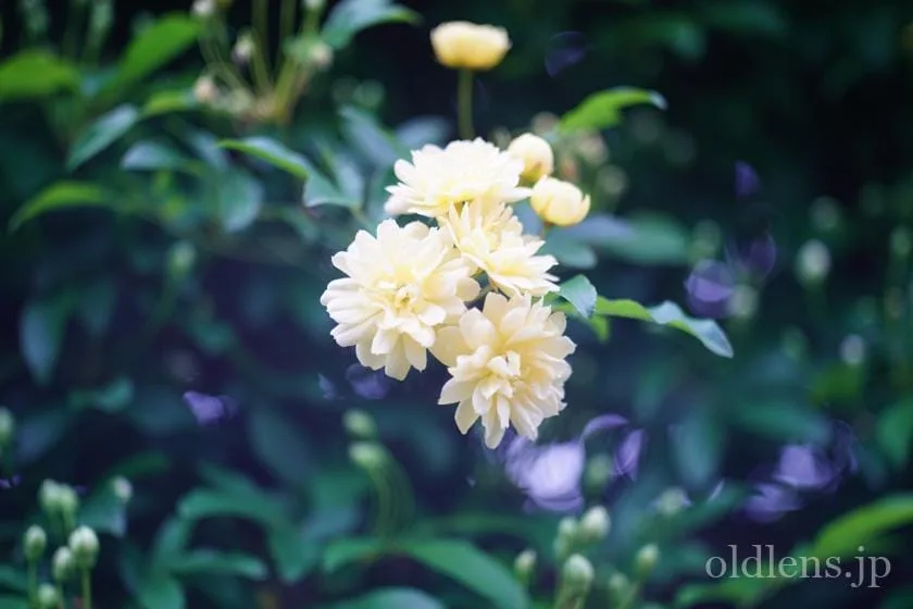 Carl Zeiss Jena沈胴Tessar 50mm f2.8 review作例 5cm 旧ContaxC内爪