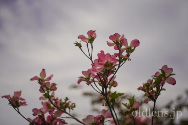 Carl Zeiss Jena Tessar 5cm f2.8 review 作例 花 flower カールツァイスイエナ テッサー 50mm