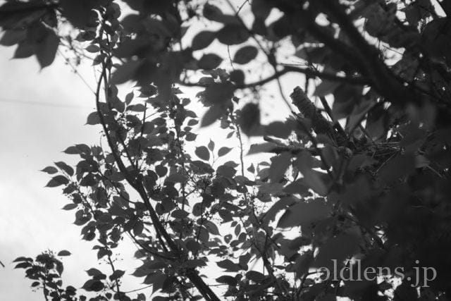 Carl Zeiss Jena Tessar 5cm f2.8 review 作例 木 自然 風景 カールツァイスイエナ テッサー 50mm