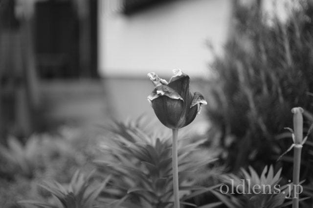 Carl Zeiss Jena沈胴Tessar 50mm f2.8 review作例 5cm 旧ContaxC内爪