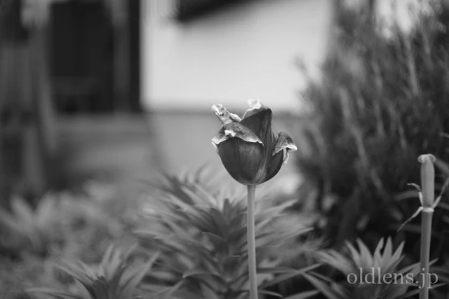 Carl Zeiss Jena沈胴Tessar 50mm f2.8 review作例 5cm 旧ContaxC内爪
