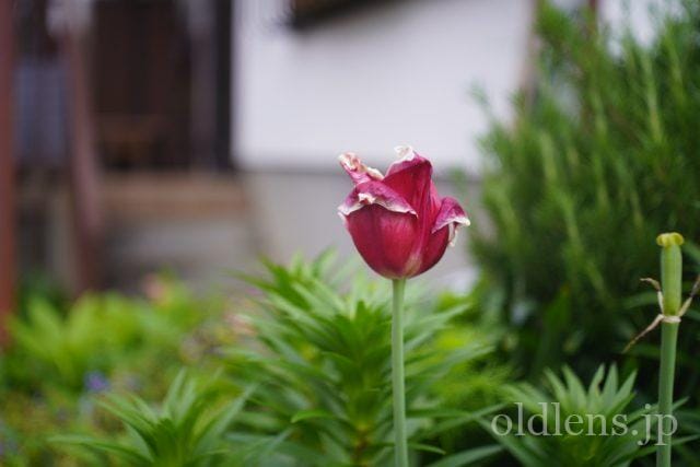 Carl Zeiss Jena沈胴Tessar 50mm f2.8 review作例 5cm 旧ContaxC内爪