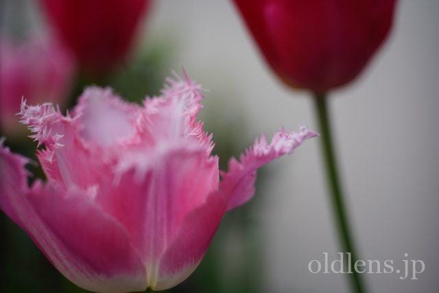 Carl Zeiss Jena Tessar 5cm f2.8 review 作例 花 flower カールツァイスイエナ テッサー 50mm