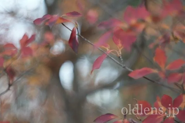 AUTO CHINON MCM 55mm F1.7 Macro Multi Coated レビュー作例富岡