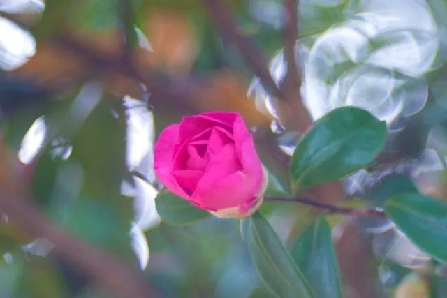 Trioplan 100mm f2.8VのReview作例 シャボン玉バブルボケ Meyer-Optik