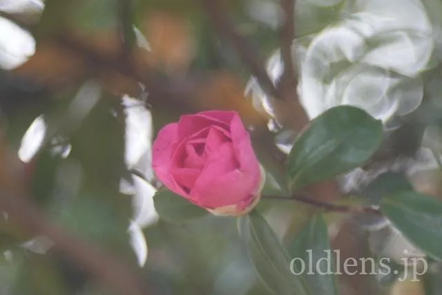 Trioplan 100mm f2.8VのReview作例 シャボン玉バブルボケ Meyer-Optik