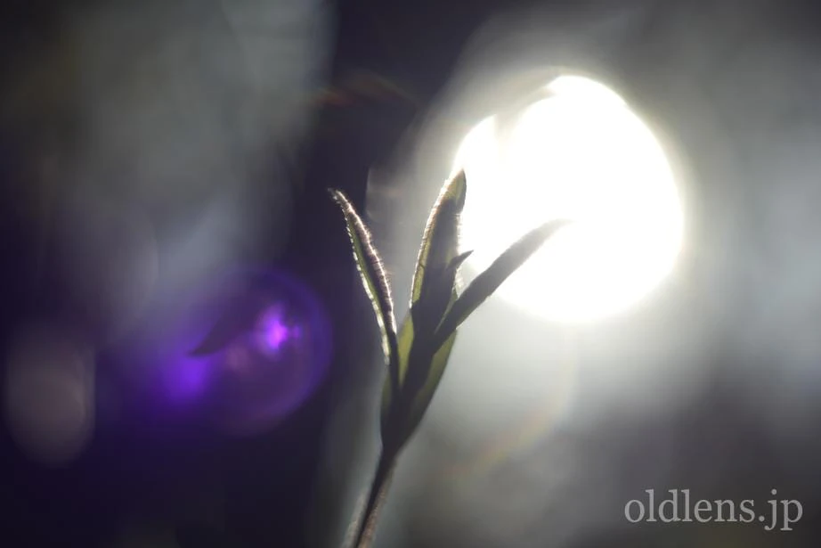 Pentacon auto 50mm f1.8Multi Coating 前期型M42のReview作例 バブルボケ