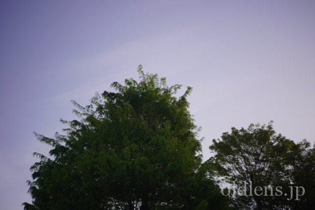Carl Zeiss Jena Tessar 5cm f2.8 review 作例 木 自然 風景 カールツァイスイエナ テッサー 50mm