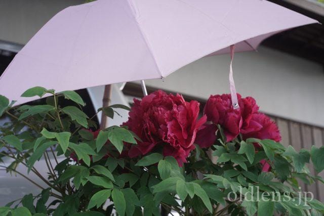 Carl Zeiss Jena Tessar 5cm f2.8 review 作例 花 flower カールツァイスイエナ テッサー 50mm