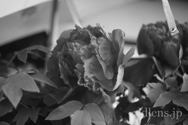 Carl Zeiss Jena Tessar 5cm f2.8 review 作例 花 flower カールツァイスイエナ テッサー 50mm モノクロ 白黒