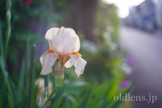 Carl Zeiss Jena Tessar 5cm f2.8 review 作例 花 flower カールツァイスイエナ テッサー 50mm