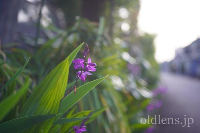 Carl Zeiss Jena Tessar 5cm f2.8 review 作例 花 flower カールツァイスイエナ テッサー 50mm
