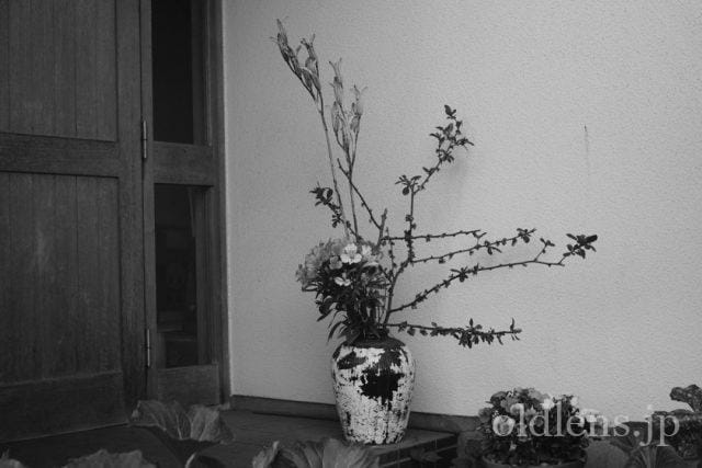 Carl Zeiss Jena Tessar 5cm f2.8 review 作例 花 flower カールツァイスイエナ テッサー 50mm