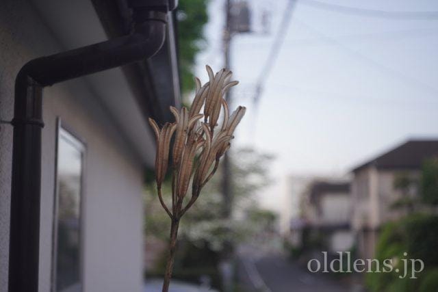 Carl Zeiss Jena Tessar 5cm f2.8 review 作例 花 flower カールツァイスイエナ テッサー 50mm