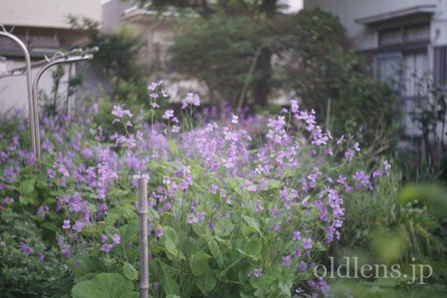 Carl Zeiss Jena Tessar 5cm f2.8 review 作例 花 flower カールツァイスイエナ テッサー 50mm
