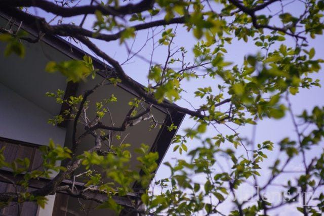 Carl Zeiss Jena Tessar 5cm f2.8 review 作例 木 自然 風景 カールツァイスイエナ テッサー 50mm