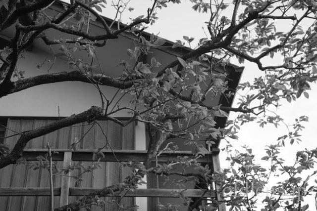 Carl Zeiss Jena Tessar 5cm f2.8 review 作例 木 自然 風景 カールツァイスイエナ テッサー 50mm モノクロ 白黒