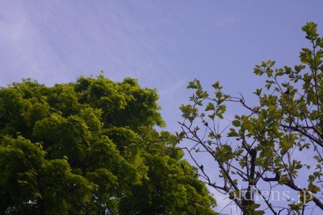 Carl Zeiss Jena Tessar 5cm f2.8 review 作例 木 自然 風景 カールツァイスイエナ テッサー 50mm