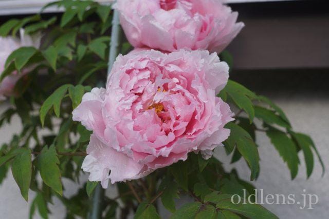 Carl Zeiss Jena Tessar 5cm f2.8 review 作例 花 flower カールツァイスイエナ テッサー 50mm