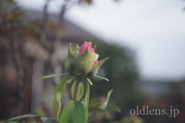 Carl Zeiss Jena Tessar 5cm f2.8 review 作例 花 flower カールツァイスイエナ テッサー 50mm