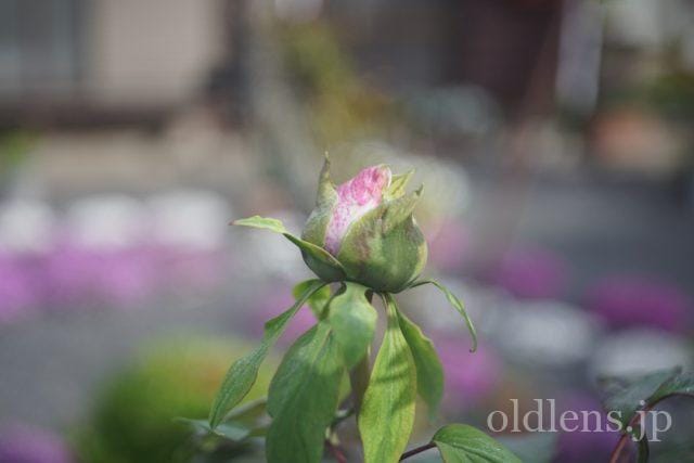 Carl Zeiss Jena Tessar 5cm f2.8 review 作例 花 flower カールツァイスイエナ テッサー 50mm