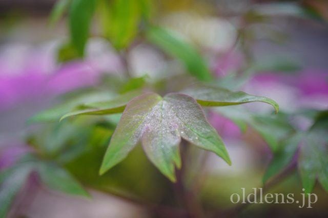 Carl Zeiss Jena Tessar 5cm f2.8 review 作例 花 flower カールツァイスイエナ テッサー 50mm