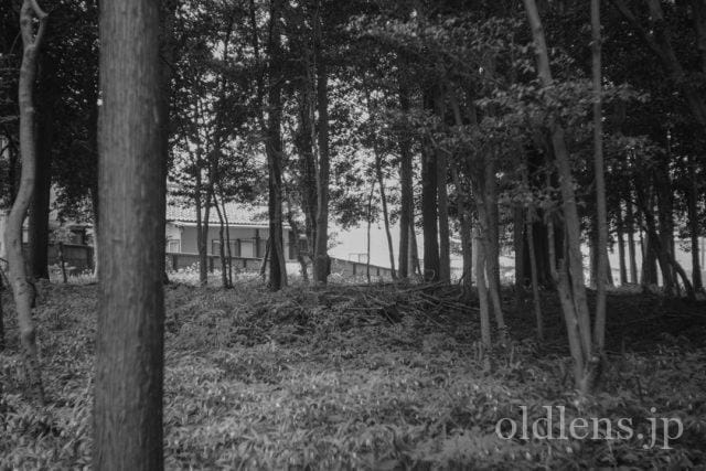 Carl Zeiss Jena Tessar 5cm f2.8 review 作例 神社 shrine 日本 japan カールツァイスイエナ テッサー 50mm